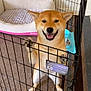 shiba_inu, dog, exercise_pen, pet_bed, water_bowl, indoor, carpet, smiling, happy, pet, fence, animal, cute, paw, playing, standing, tongue_out, cage, home, cozy
