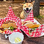 Totoro is registered to the contest to win money with this photo: dog, shiba_inu, tacos, food, outdoor, picnic_table, wood, leaf_litter, tree, smiling_dog, paper_wrap, meat, cilantro, onion, lime, plastic_cup, sunlight, nature, happy, pet