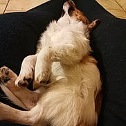 Ruby participe au concours pour gagner de l'argent avec cette photo : dog, sleeping, pet, fur, cozy, blanket, indoors, relaxed, canine, resting, paw, fur_texture, couch, home, comfort, animal, mammal, cute, laying_down, domestic_animal