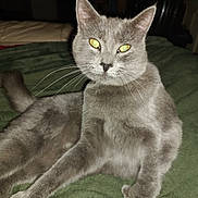 Benny is registered to the contest to win money with this photo: cat, gray_cat, pet, animal, feline, whiskers, ears, tail, yellow_eyes, fur, lying_down, indoor, blanket, green_blanket, close_up, portrait, relaxed, cute, domestic_cat, mammal