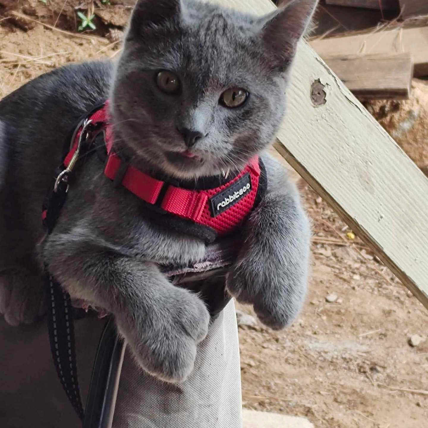 Benny is registered to the contest to win money with this photo: cat, gray_cat, pet, animal, feline, harness, red_harness, tongue_out, cute, fluffy, sitting, chair, outdoor, wood, dirt, playful, closeup, domestic_cat, relaxed, young_cat