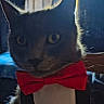 Benny joined the competition — help win amazing prizes! cat, black_cat, bow_tie, close_up, pet, animal, feline, indoor, portrait, cute, whiskers, ears, face, fur, collar, domestic_animal, mammal, red, fashion, accessory