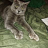 Benny joined the competition — help win amazing prizes! cat, gray_cat, pet, animal, feline, indoor, blanket, green_blanket, stretching, paws, fur, whiskers, relaxed, resting, cute, domestic, cozy, closeup, portrait, flash