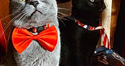 Benny is registered to the contest to win money with this photo: cat, gray_cat, black_cat, bow_tie, collar, pet, indoor, blanket, patterned_blanket, feline, animal, cute, alert, sitting, whiskers, ears, yellow_eyes, curious, domestic_animal, two_cats