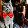 cat, gray_cat, black_cat, bow_tie, collar, pet, indoor, blanket, patterned_blanket, feline, animal, cute, alert, sitting, whiskers, ears, yellow_eyes, curious, domestic_animal, two_cats
