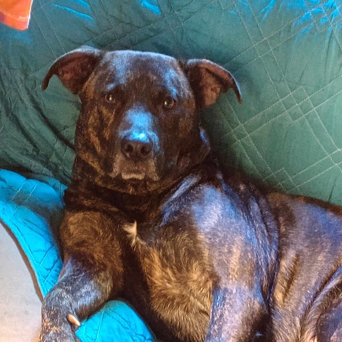 Luna joined the competition — help win amazing prizes! animal, architecture, armchair, ball, bulldog, canine, chair, couch, cushion, dog, furniture, homedecor, hound, labradorretriever, pet, pitbull, puppy, sport, tennis, tennisball