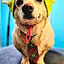 Woody joined the competition — help win amazing prizes! animal, background, blue_background, closeup, collar, cute, dog, ears, expression, fur, hat, indoor, knit_hat, looking_at_camera, paws, pet, plaid_tie, portrait, tie, whiskers