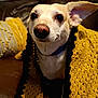 Woody is registered to the contest to win money with this photo: dog, blanket, yellow, crochet, leather_couch, pillow, indoor, pet, cute, snuggled, brown, fur, ears, face, eyes, comfort, cozy, home, animal, portrait