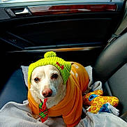 Woody joined the competition — help win amazing prizes! animal, blanket, calm, car_interior, companion, cookie_pattern, cozy, cute, dog, green_hat, hoodie, indoor, knit_hat, leather_seat, orange_clothing, pet, plush_toy, portrait, seat, window