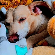 Woody is registered to the contest to win money with this photo: dog, sleeping, blanket, cozy, closeup, fur, ear, nose, paw, rest, comfort, indoor, cute, pet, animal, snuggled, warm, relaxation, calm, domestic
