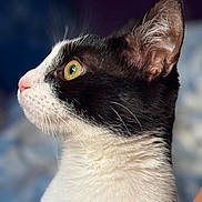 Sukii is registered to the contest to win money with this photo: cat, close_up, profile, black_and_white, yellow_eyes, whiskers, fur, pet, animal, indoor, portrait, feline, looking_away, soft_background, detailed, cute, domestic_cat, side_view, alert, mammal