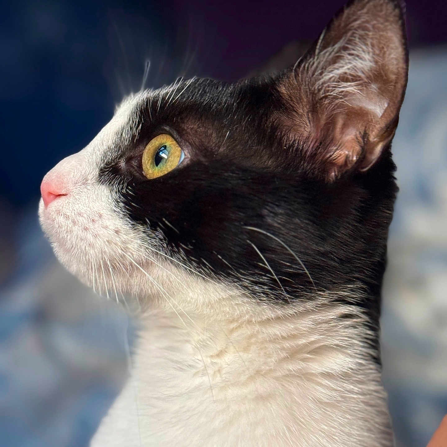 Sukii is registered to the contest to win money with this photo: cat, close_up, profile, black_and_white, yellow_eyes, whiskers, fur, pet, animal, indoor, portrait, feline, looking_away, soft_background, detailed, cute, domestic_cat, side_view, alert, mammal