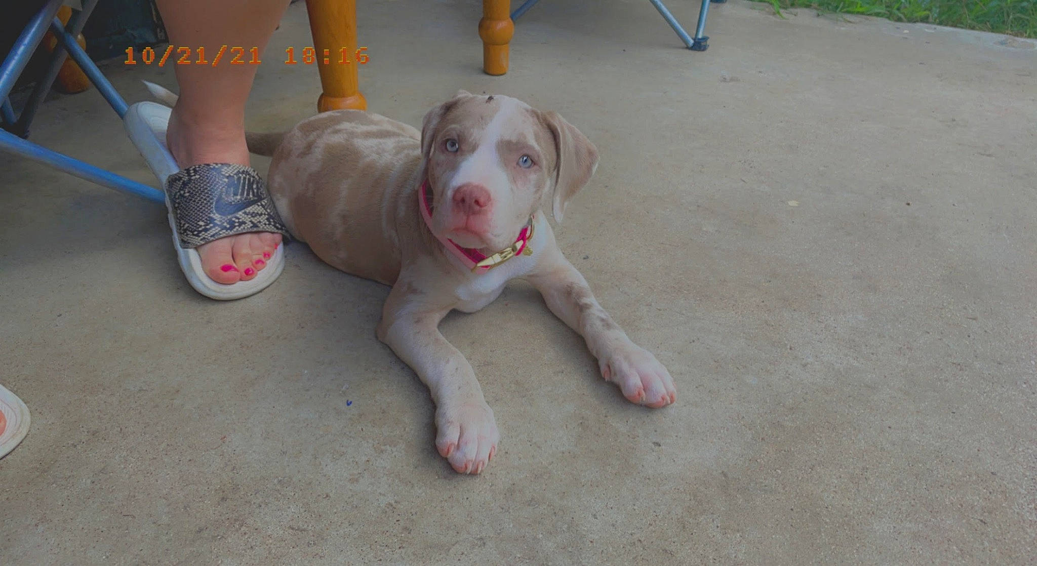 Baby Doll joined the competition — help win amazing prizes! carnivore, collar, companion_dog, concrete, dog, dog_breed, dog_collar, fawn, flooring, foot, human_leg, non_sporting_group, paw, road_surface, sidewalk, snout, sock, sporting_group, tail, working_animal