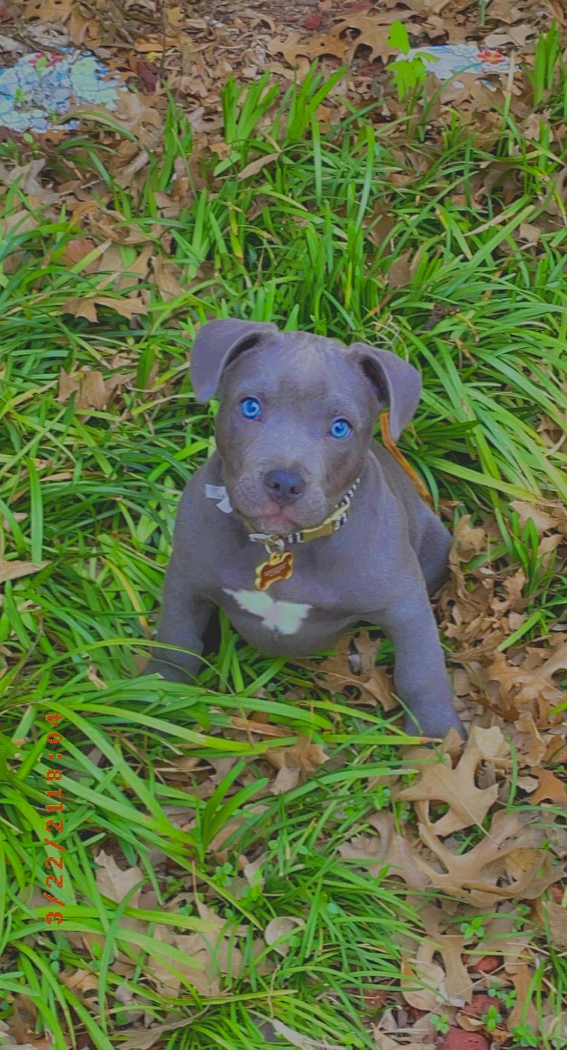 Cisco joined the competition — help win amazing prizes! art, carnivore, collar, companion_dog, dog, dog_breed, fawn, grass, grassland, groundcover, liver, plant, prairie, soil, sporting_group, terrestrial_animal, toy, whiskers, wildlife, working_animal