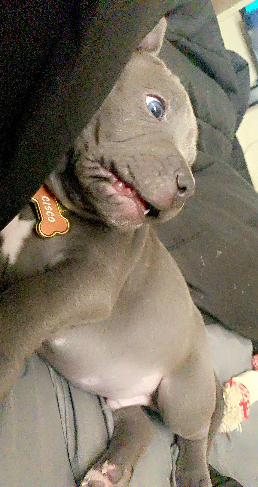 Cisco is registered to the contest to win money with this photo: canidae, carnivore, companion_dog, dog, dog_breed, earless_seal, fawn, grey, marine_mammal, non_sporting_group, snout, sporting_group, stuffed_toy, terrestrial_animal, toy, whiskers, working_animal