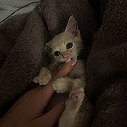 Rufus is registered to the contest to win money with this photo: kitten, cat, pet, finger, playful, cozy, blanket, soft, cute, animal, small, paw, whiskers, indoor, hand, fur, nibble, resting, young, curious