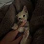 kitten, cat, pet, finger, playful, cozy, blanket, soft, cute, animal, small, paw, whiskers, indoor, hand, fur, nibble, resting, young, curious