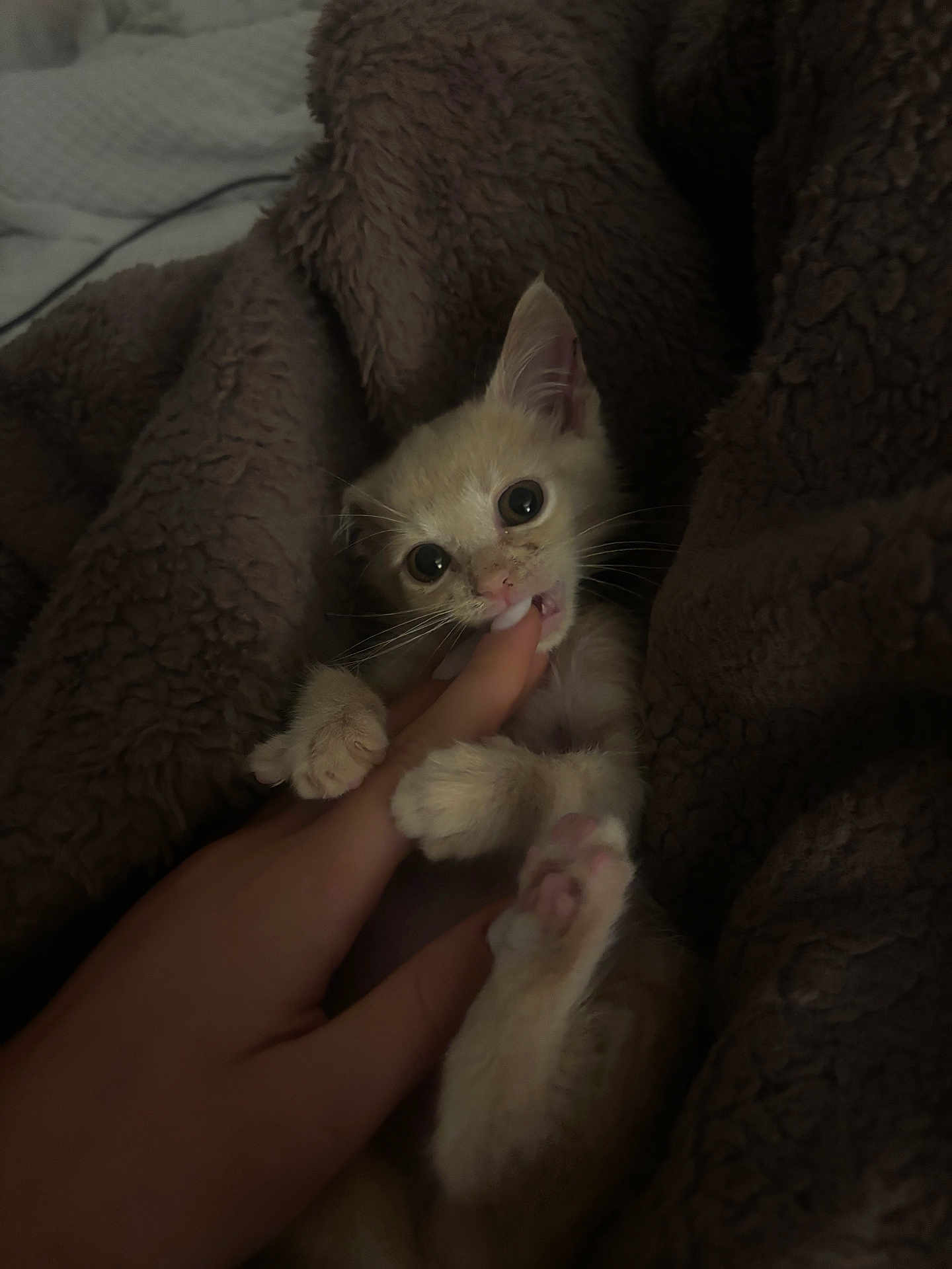 Rufus