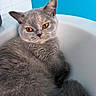 Agathe participe au concours pour gagner de l'argent avec cette photo : amber_eyes, animal, bathroom, blue_wall, cat, close_up, curious, domestic_cat, feline, fluffy, fur, gray_cat, indoor, pet, portrait, relaxed, sink, tail, whiskers, white_tiles