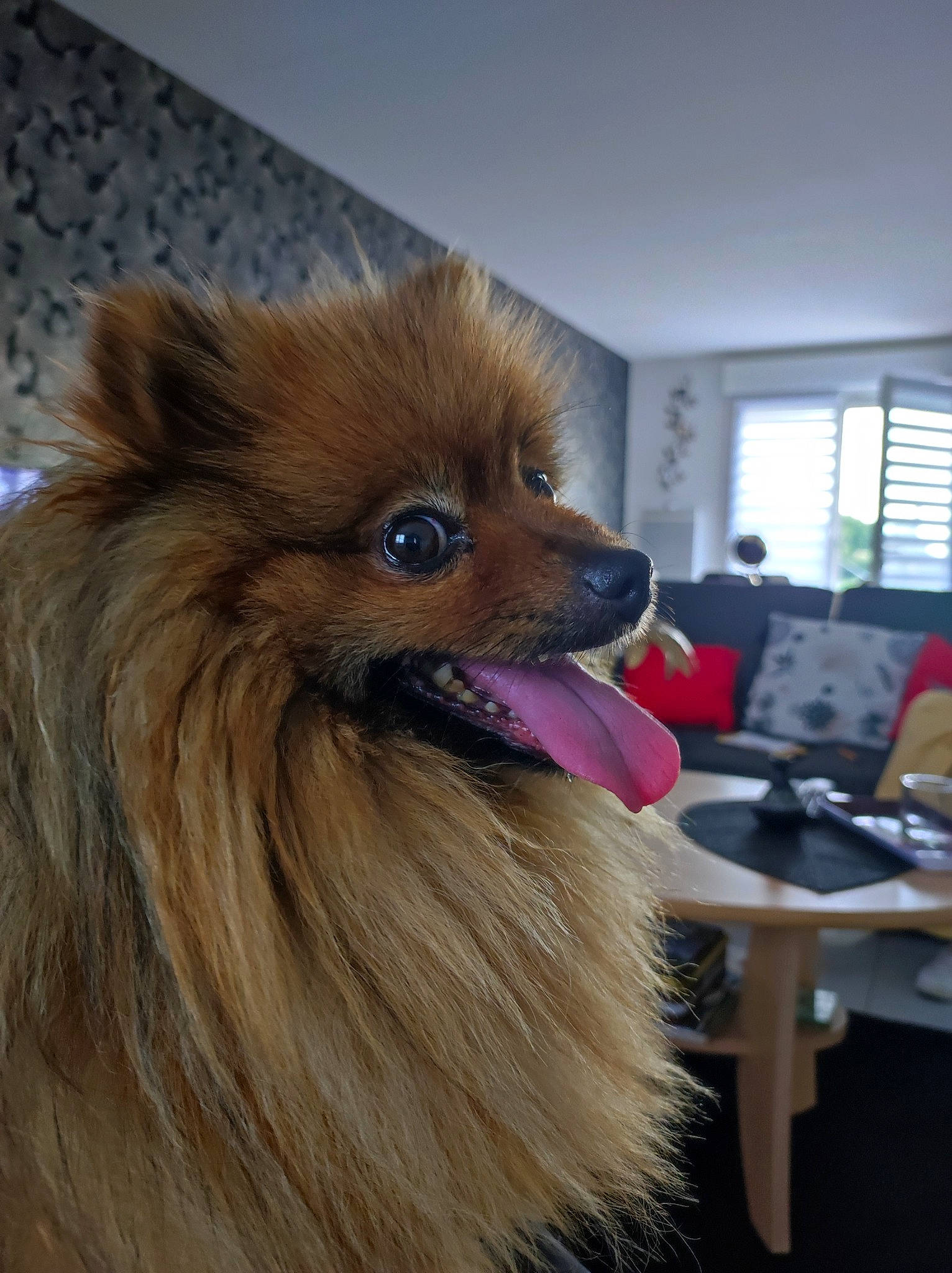 Maia a rejoint le concours — aidez-le/la à gagner de superbes lots ! canidae, carnivore, companion_dog, dog_breed, fawn, fur, german_spitz, german_spitz_klein, german_spitz_mittel, iris, liver, plant, sink, snout, spitz, terrestrial_animal, whiskers, window, window_blind, working_animal