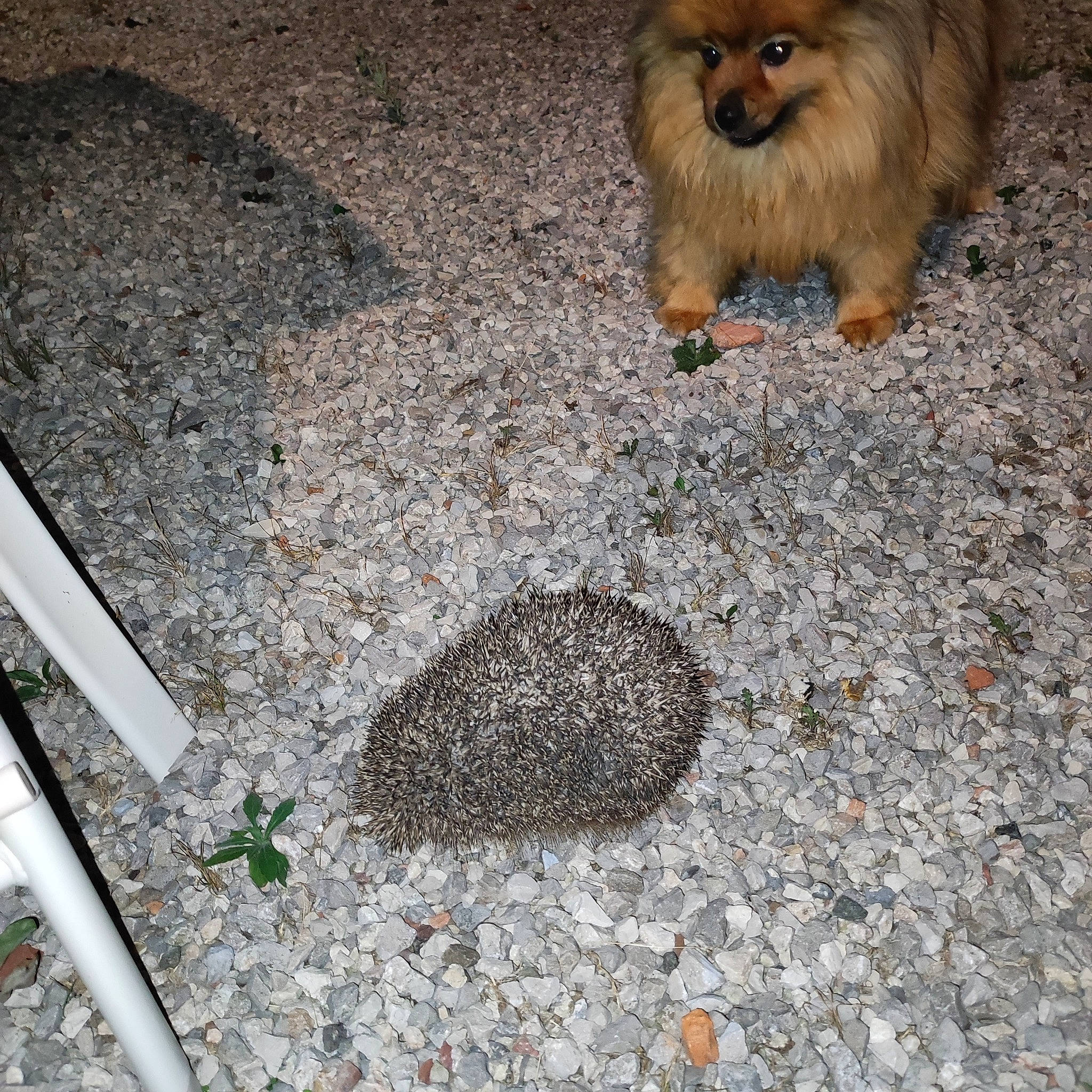 Maia a rejoint le concours — aidez-le/la à gagner de superbes lots ! asphalt, carnivore, companion_dog, concrete, dog, dog_breed, fawn, flooring, fur, grass, paw, road_surface, sidewalk, small_terrier, soil, tail, tar, terrestrial_animal, terrier, toy_dog