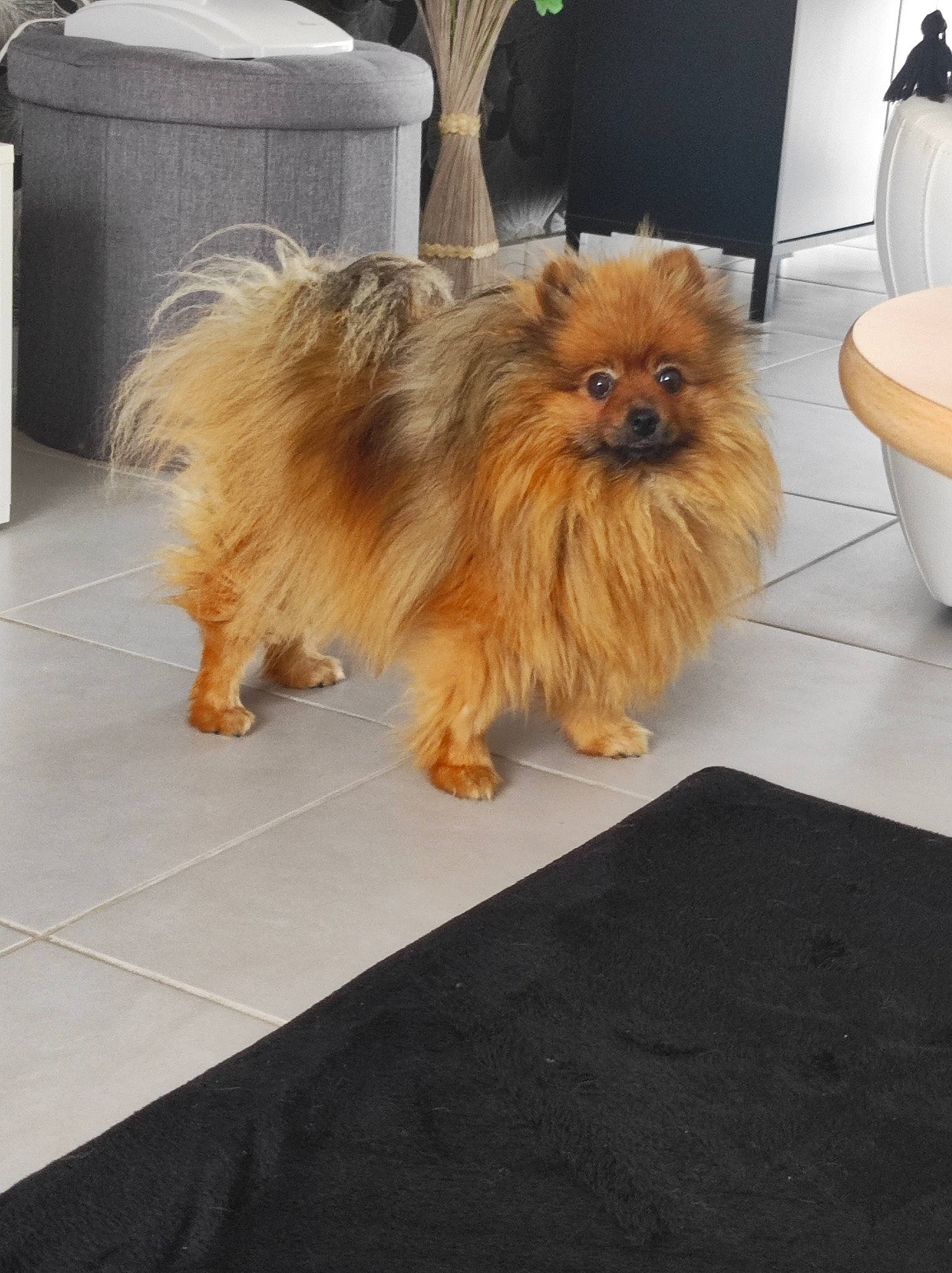 Maia a rejoint le concours — aidez-le/la à gagner de superbes lots ! canidae, carnivore, companion_dog, dog, dog_breed, fawn, flooring, flowerpot, fur, german_spitz, german_spitz_klein, liver, pomeranian, small_terrier, snout, spitz, sporting_group, tail, toy_dog, working_animal