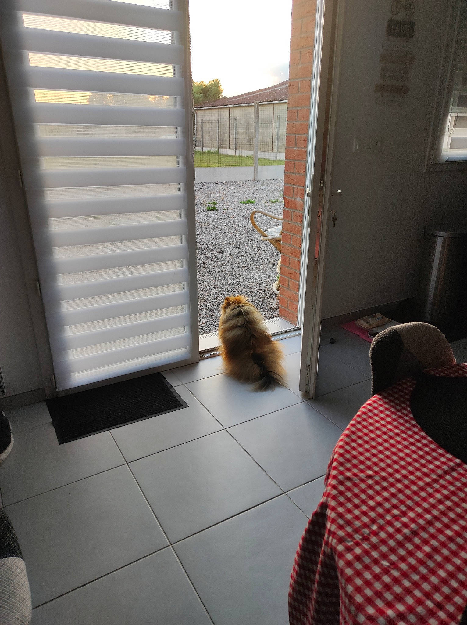 Maia a rejoint le concours — aidez-le/la à gagner de superbes lots ! building, carnivore, companion_dog, door, felidae, floor, flooring, glass, hardwood, home_door, interior_design, line, plant, room, shade, sky, small_to_medium_sized_cats, tints_and_shades, window, wood