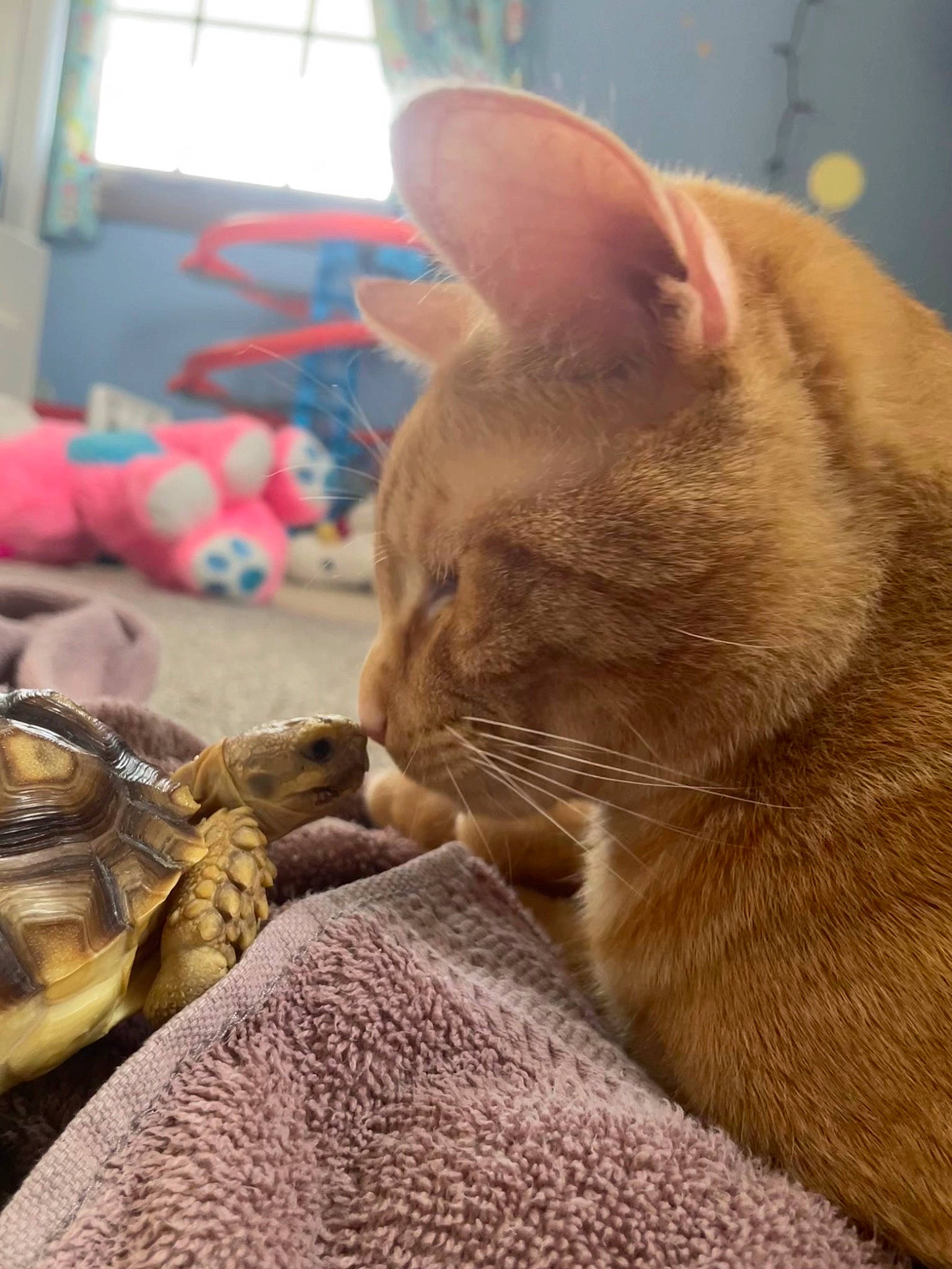 Clyde is registered to the contest to win money with this photo: carnivore, cat, claw, comfort, domestic_short_haired_cat, fawn, felidae, fur, linens, nap, paw, small_to_medium_sized_cats, tail, whiskers