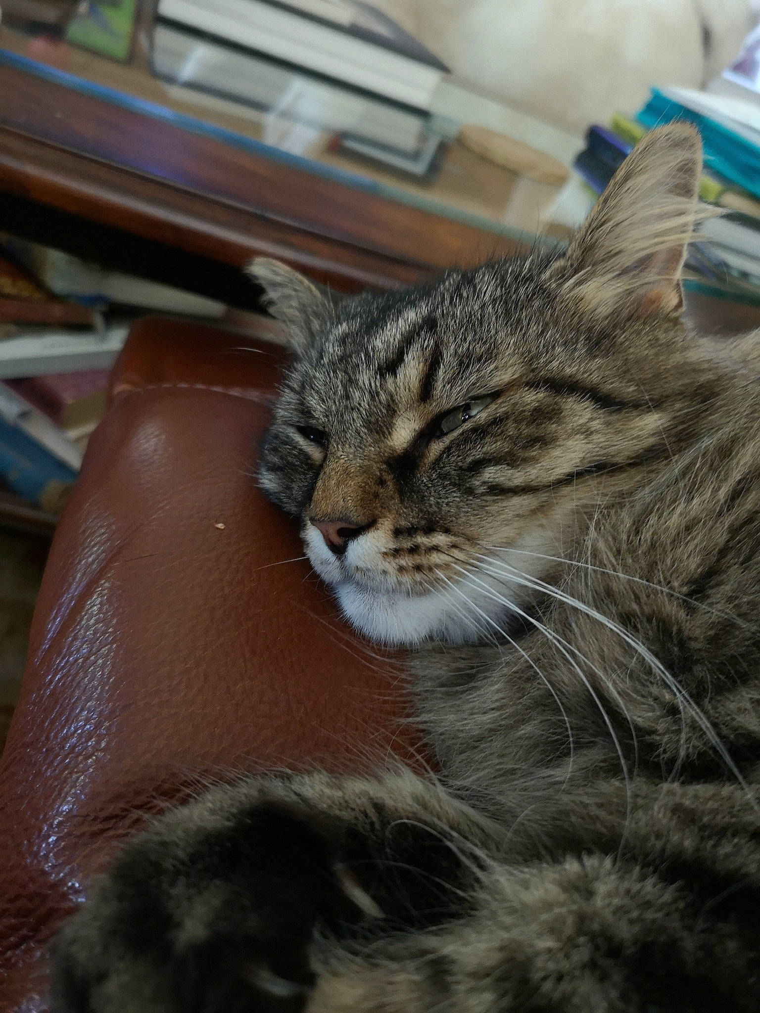 Memo joined the competition — help win amazing prizes! aegean_cat, american_shorthair, asian, carnivore, cat, domestic_short_haired_cat, dragon_li, european_shorthair, felidae, fur, kitten, maine_coon, norwegian_forest_cat, small_to_medium_sized_cats, snout, tabby_cat, whiskers