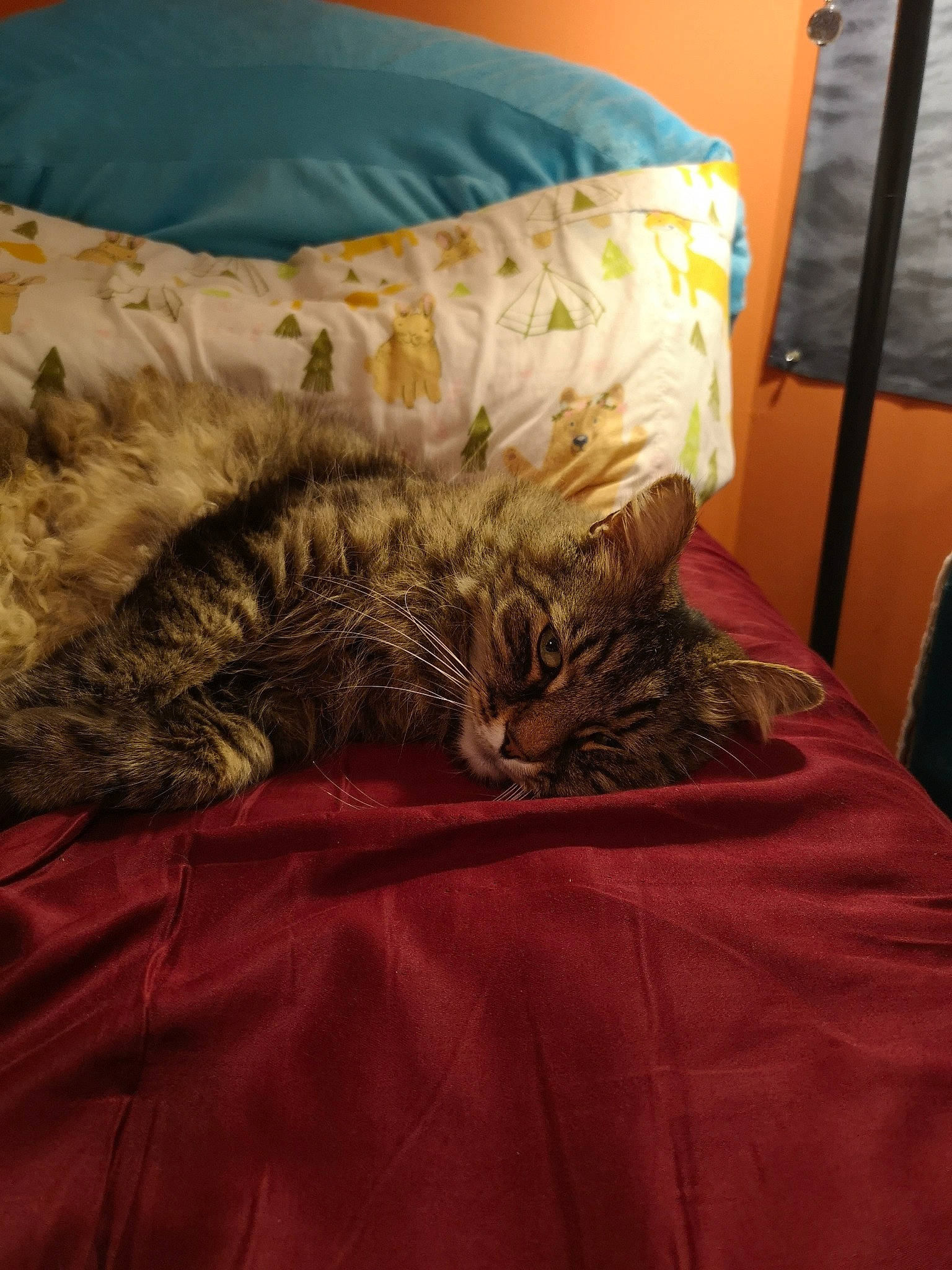 Memo is registered to the contest to win money with this photo: bed, bed_sheet, carnivore, cat, domestic_long_haired_cat, felidae, fur, furniture, kitten, linens, maine_coon, nap, norwegian_forest_cat, pixie_bob, room, sleep, small_to_medium_sized_cats, tabby_cat, whiskers