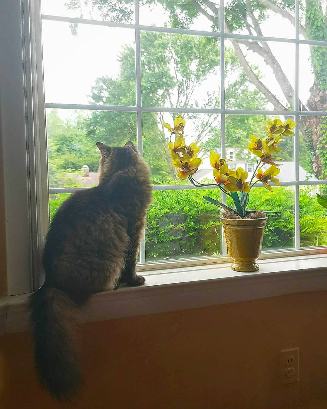 Memo joined the competition — help win amazing prizes! carnivore, cat, chartreux, domestic_short_haired_cat, european_shorthair, felidae, flower, home, houseplant, interior_design, plant, room, small_to_medium_sized_cats, sunlight, tail, whiskers, window, window_treatment, wood, yellow