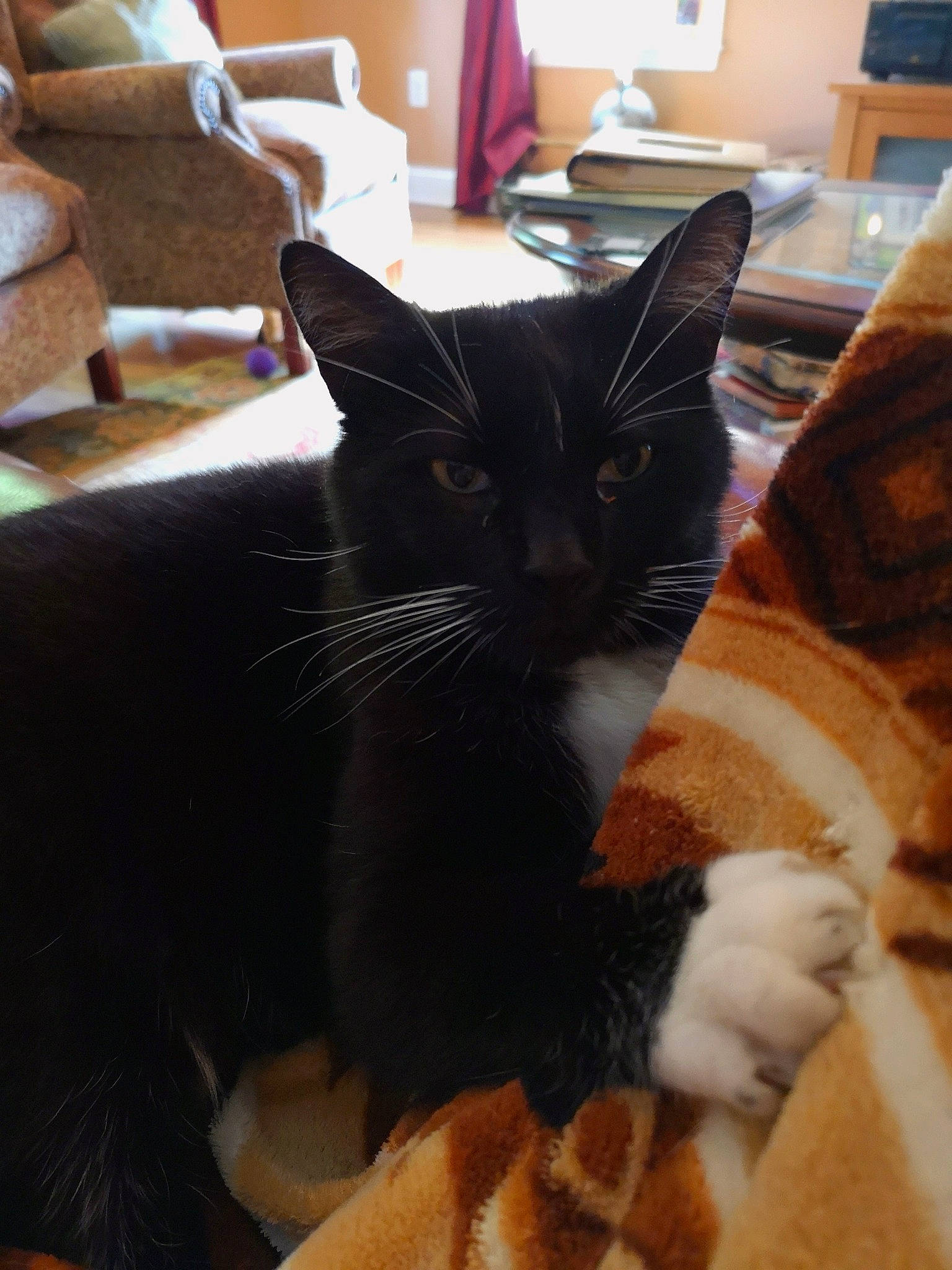 Spud joined the competition — help win amazing prizes! american_shorthair, asian, black_cat, carnivore, cat, domestic_short_haired_cat, felidae, fur, kitten, mammal, paw, polydactyl_cat, small_to_medium_sized_cats, tail, whiskers