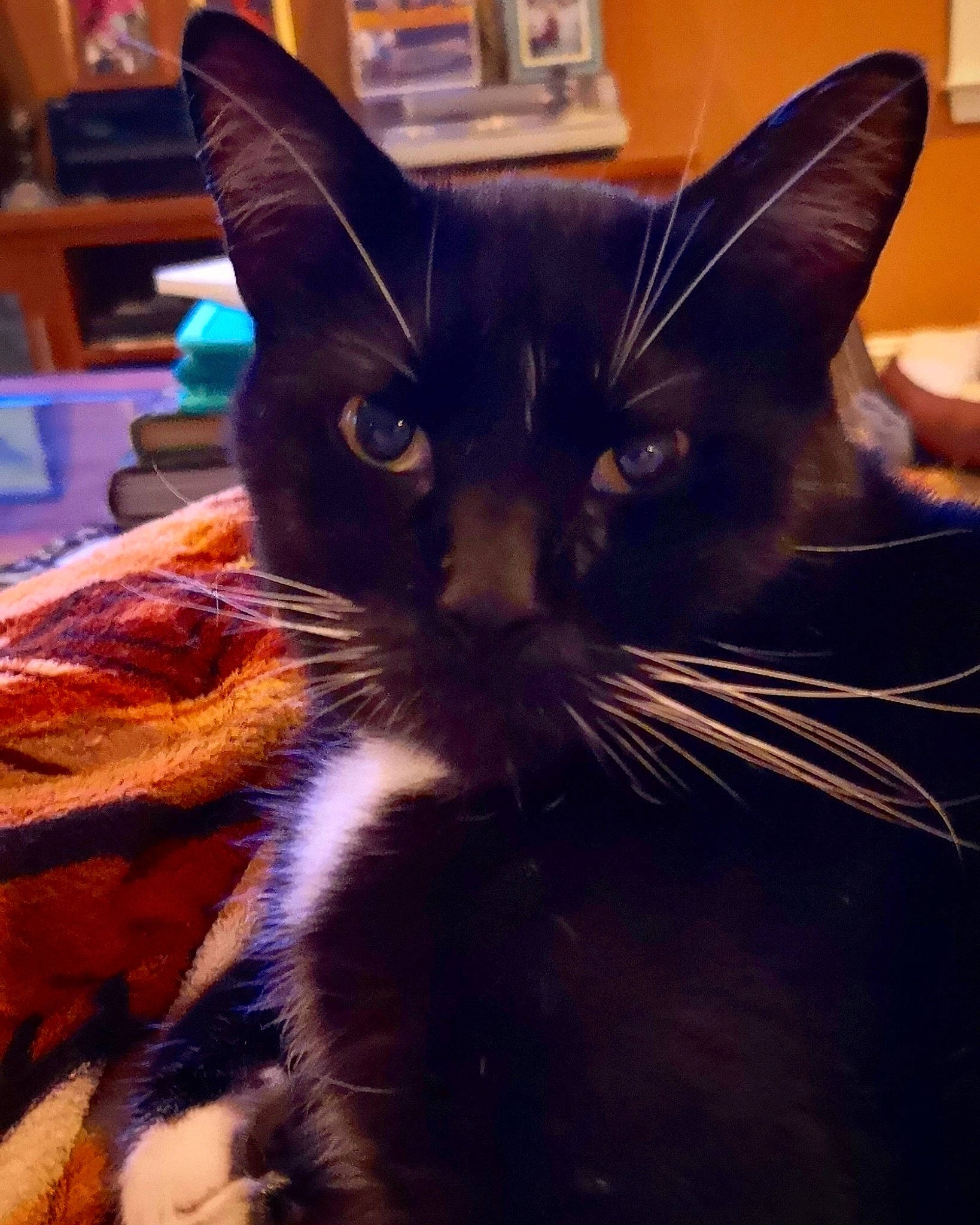 Spud joined the competition — help win amazing prizes! asian, black_cat, carnivore, cat, domestic_short_haired_cat, ear, felidae, fur, kitten, sky, small_to_medium_sized_cats, snout, whiskers