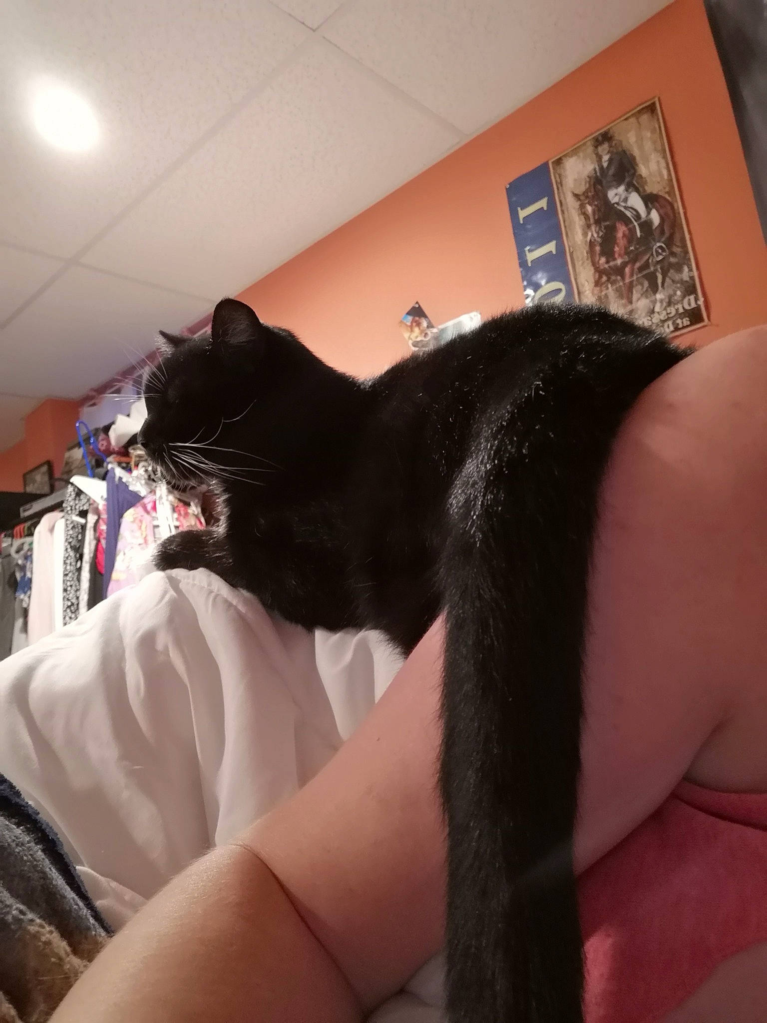 Spud joined the competition — help win amazing prizes! black_cat, black_hair, carnivore, cat, ear, felidae, finger, fur, human_leg, leg, long_hair, small_to_medium_sized_cats, tail, thigh, whiskers