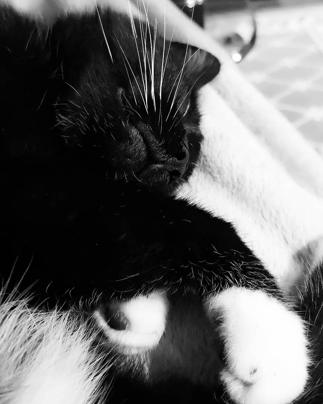 Spud is registered to the contest to win money with this photo: black, black_and_white, black_cat, carnivore, cat, close_up, domestic_short_haired_cat, ear, eye, felidae, fur, monochrome, monochrome_photography, nose, organ, photography, small_to_medium_sized_cats, snout, style, whiskers