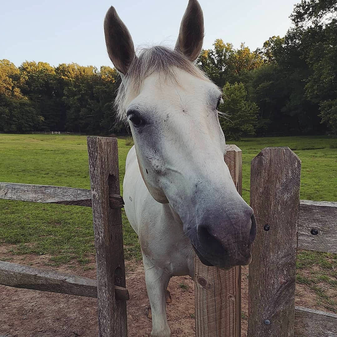 Leroy is registered to the contest to win money with this photo: bridle, colt, ear, fence, head, horse, livestock, mammal, mane, mare, mustang_horse, nose, pack_animal, pasture, snout, stallion, vertebrate