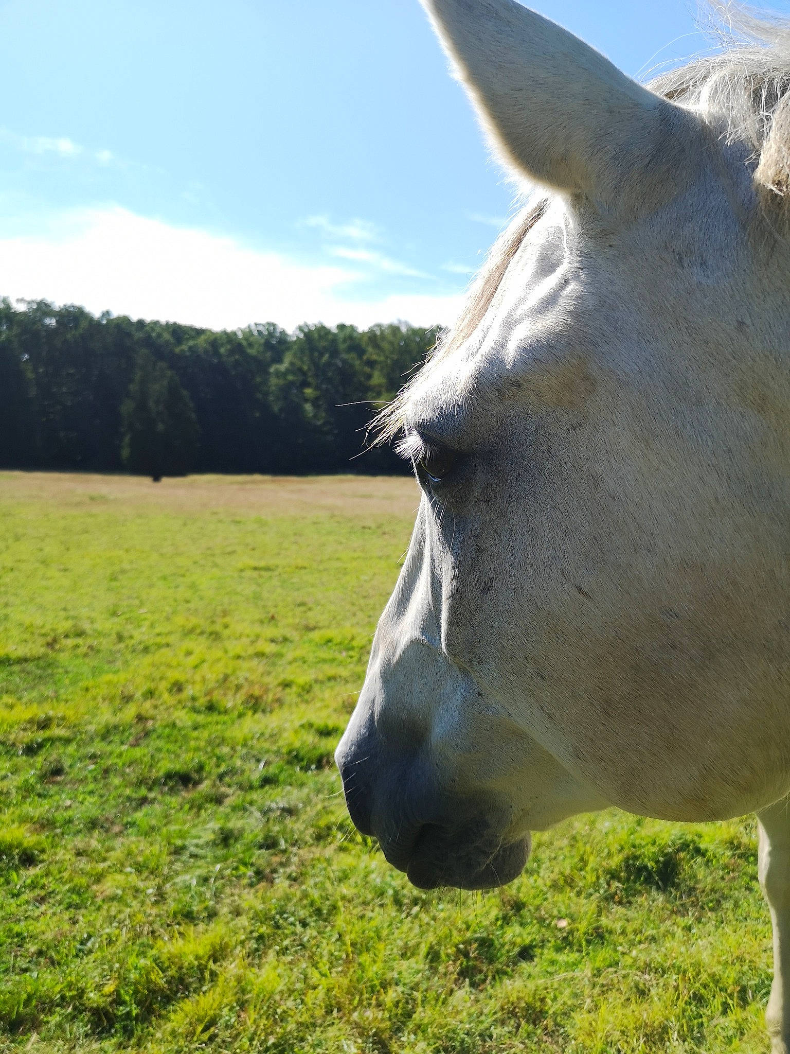 Leroy is registered to the contest to win money with this photo: ear, fawn, grass, grassland, grazing, horse, livestock, mammal, mane, mare, meadow, mustang_horse, nose, pasture, rural_area, sky, snout, vertebrate
