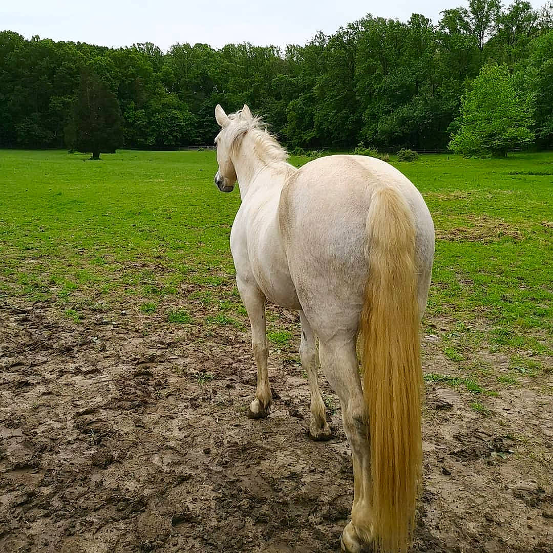 Leroy joined the competition — help win amazing prizes! colt, farm, foal, grass, grassland, horse, livestock, mammal, mane, mare, meadow, pasture, plant, pony, rural_area, stallion, tail, tree, vertebrate, wildlife