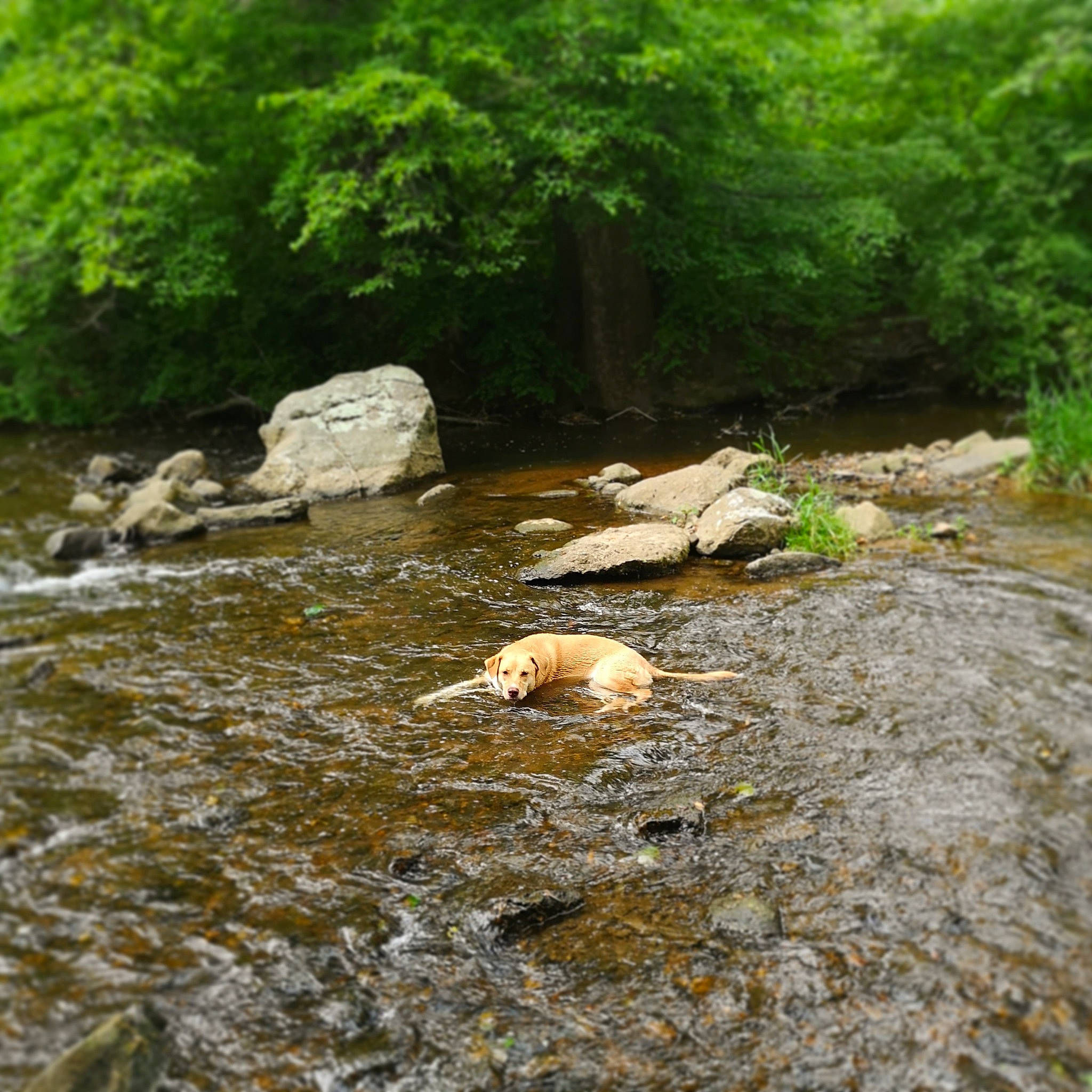 Candy joined the competition — help win amazing prizes! arroyo, bank, biome, body_of_water, creek, fluvial_landforms_of_streams, geological_phenomenon, landscape, nature, nature_reserve, riparian_zone, river, rock, stream, stream_bed, tree, water, water_resources, watercourse, waterway