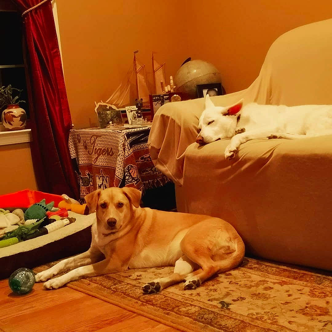 Candy is registered to the contest to win money with this photo: canidae, carnivore, companion_dog, couch, dog, dog_breed, fawn, floor, flooring, furniture, interior_design, labrador_retriever, room