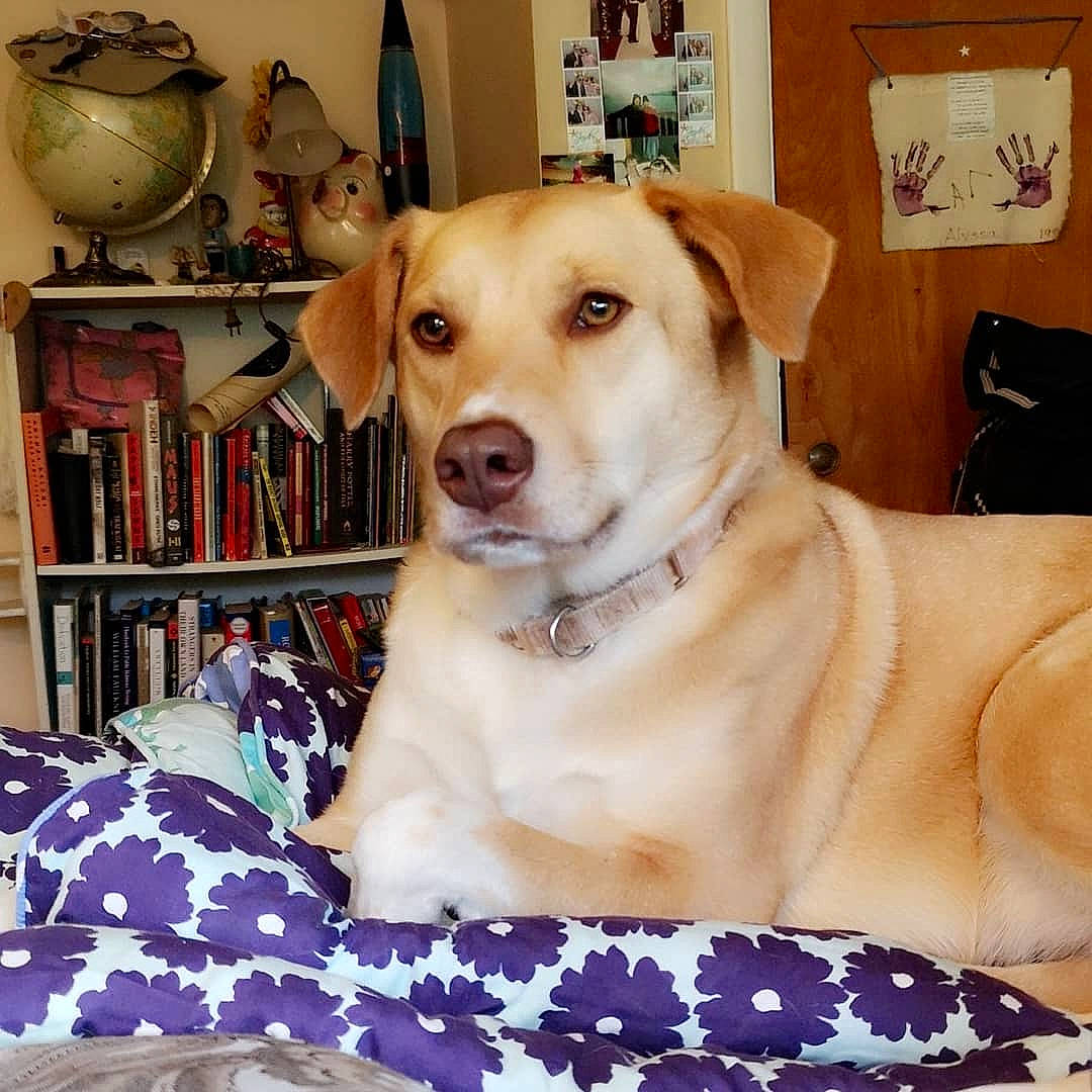 Candy is registered to the contest to win money with this photo: canidae, carnivore, companion_dog, dog, dog_breed, fawn, labrador_retriever, mammal, puppy, retriever, snout, sporting_group, whiskers