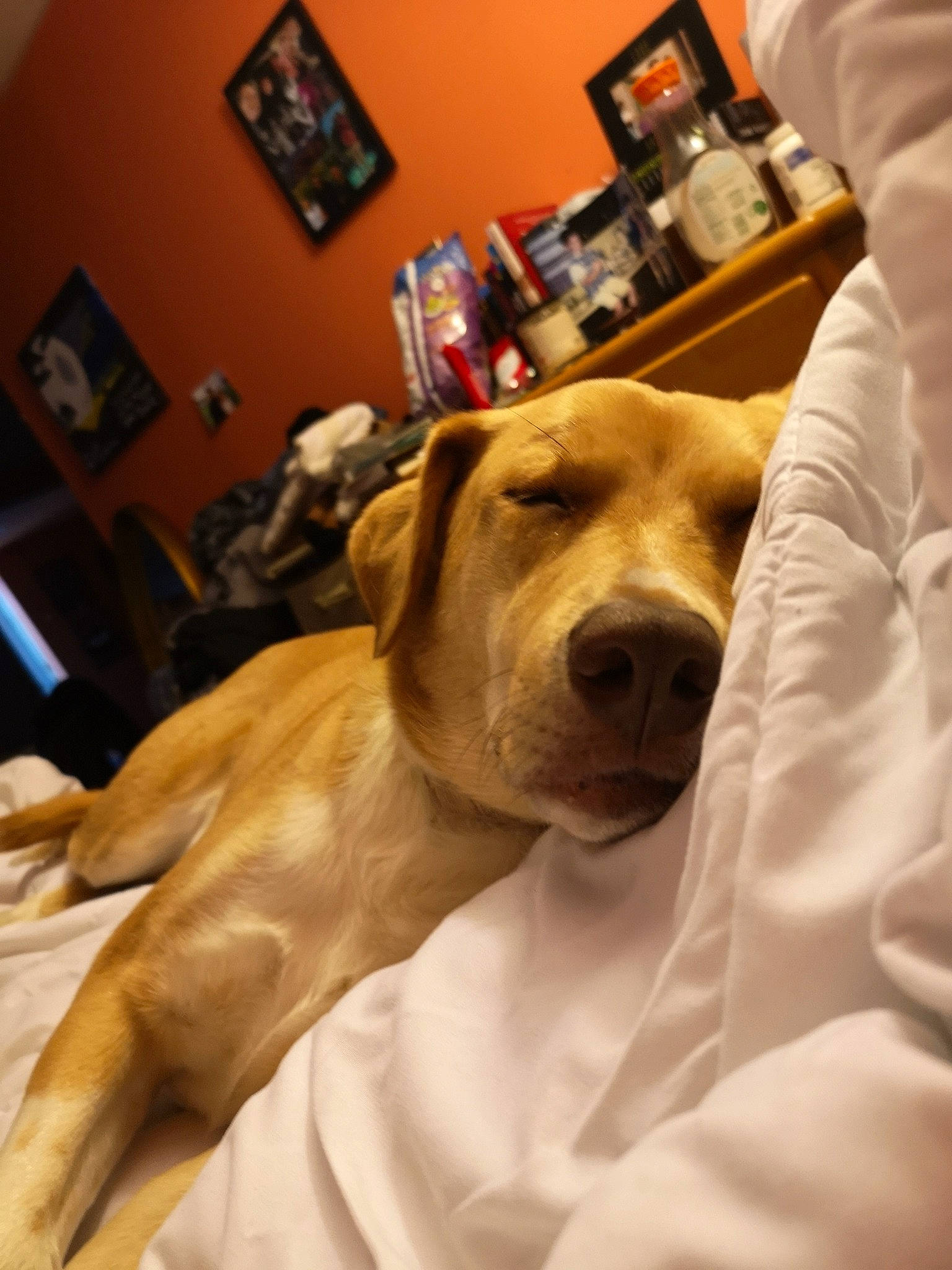 Candy joined the competition — help win amazing prizes! canidae, carnivore, companion_dog, dog, dog_breed, fawn, labrador_retriever, mammal, retriever, snout, sporting_group, vertebrate, whiskers