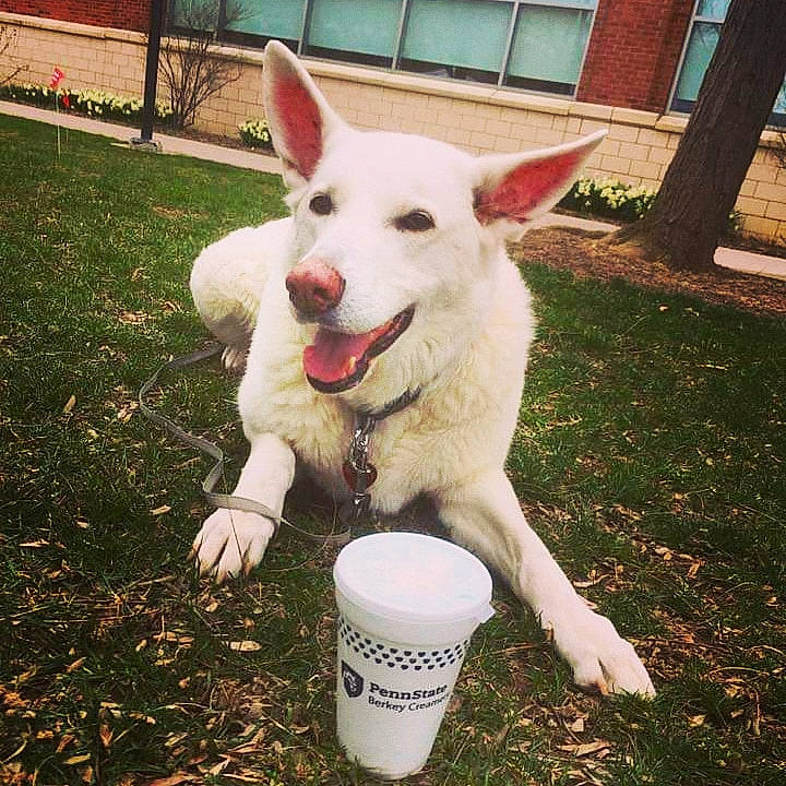 Bella is registered to the contest to win money with this photo: berger_blanc_suisse, canidae, carnivore, dog, dog_breed, ear, korean_jindo_dog, mammal, nose, pungsan_dog, vertebrate, white_shepherd