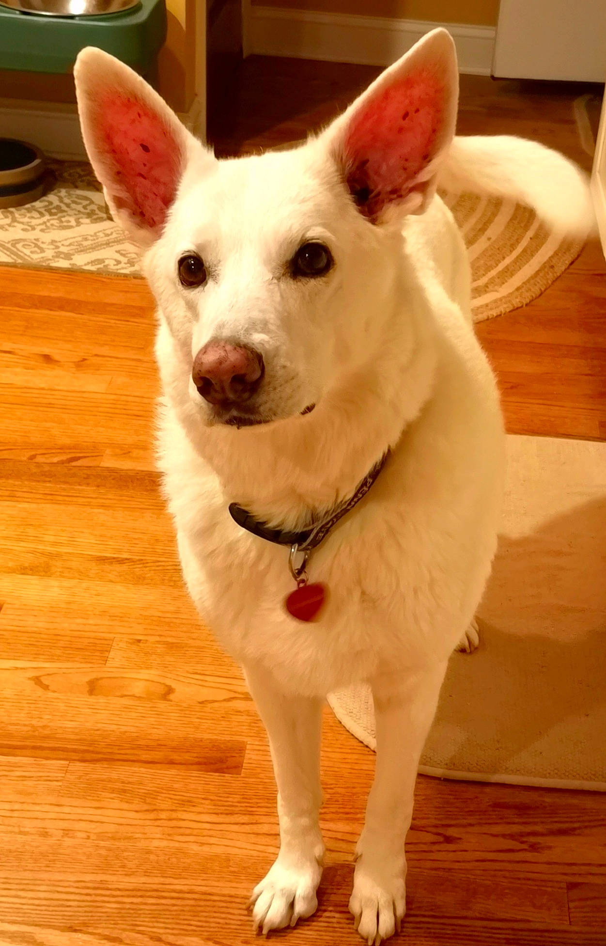 Bella is registered to the contest to win money with this photo: berger_blanc_suisse, canaan_dog, canidae, carnivore, dog, dog_breed, ear, korean_jindo_dog, mammal, nose, snout, vertebrate, whiskers, white_shepherd