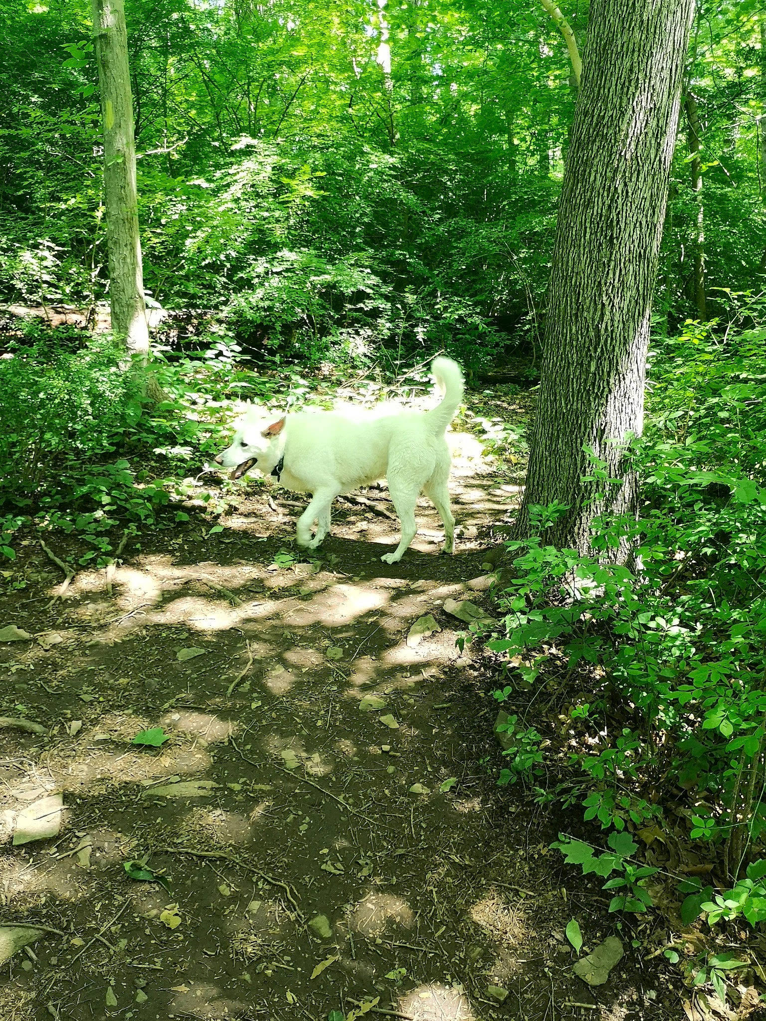 Bella is registered to the contest to win money with this photo: berger_blanc_suisse, biome, canidae, carnivore, dog, dog_breed, forest, grass, green, nature_reserve, plant, samoyed, shrub, sporting_group, sunlight, tail, tree, white_shepherd, woodland