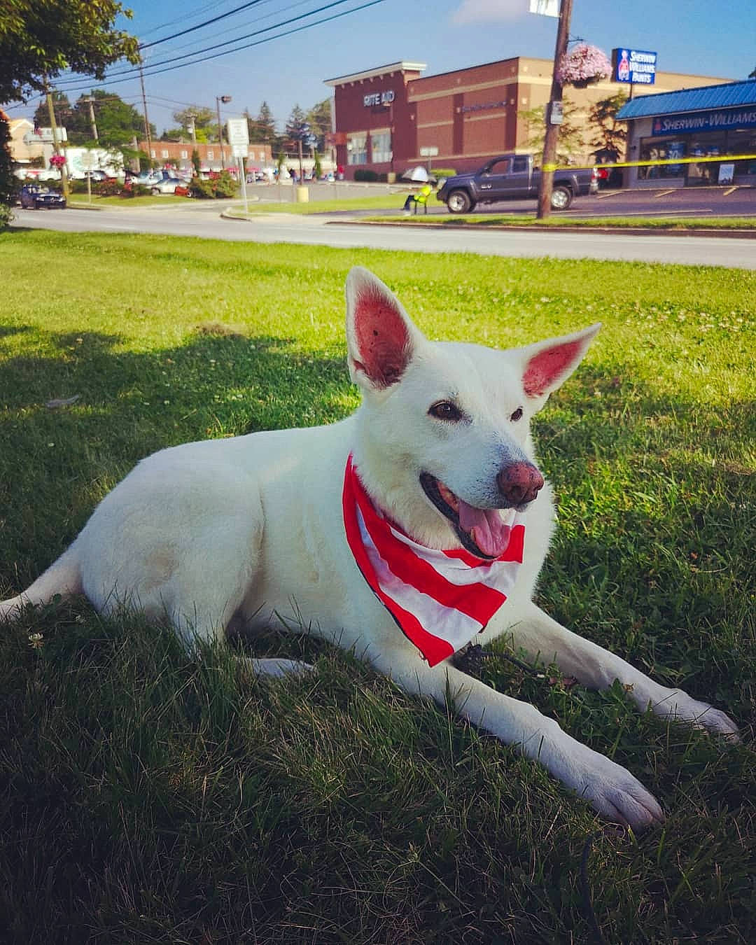 Bella joined the competition — help win amazing prizes! berger_blanc_suisse, canidae, carnivore, companion_dog, dog, dog_breed, grass, mammal, plant, sky, sporting_group, vertebrate, white_shepherd