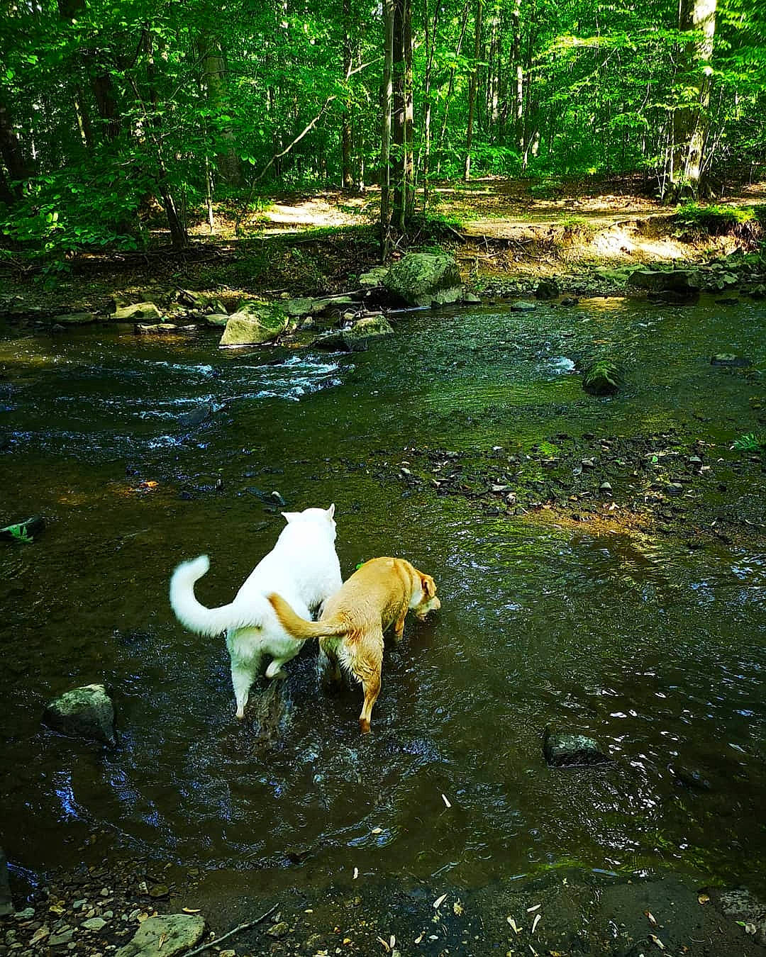 Bella joined the competition — help win amazing prizes! bank, canidae, carnivore, dog, dog_breed, forest, jungle, labrador_retriever, plant, pond, rainforest, retriever, river, sporting_group, stream, tail, tree, watercourse, wildlife, woodland