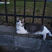 Bonbon is registered to the contest to win money with this photo: cat, animal, pet, gray, white, feline, outdoor, grass, stone, ledges, fence, black, resting, curious, evening, nature, mammal, cute, quiet, relaxed