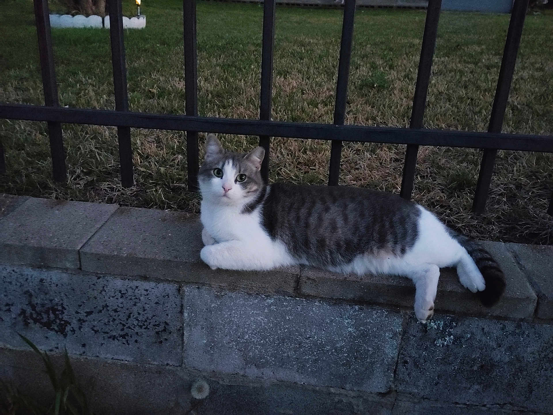 Bonbon is registered to the contest to win money with this photo: cat, animal, pet, gray, white, feline, outdoor, grass, stone, ledges, fence, black, resting, curious, evening, nature, mammal, cute, quiet, relaxed