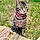 Tabbi